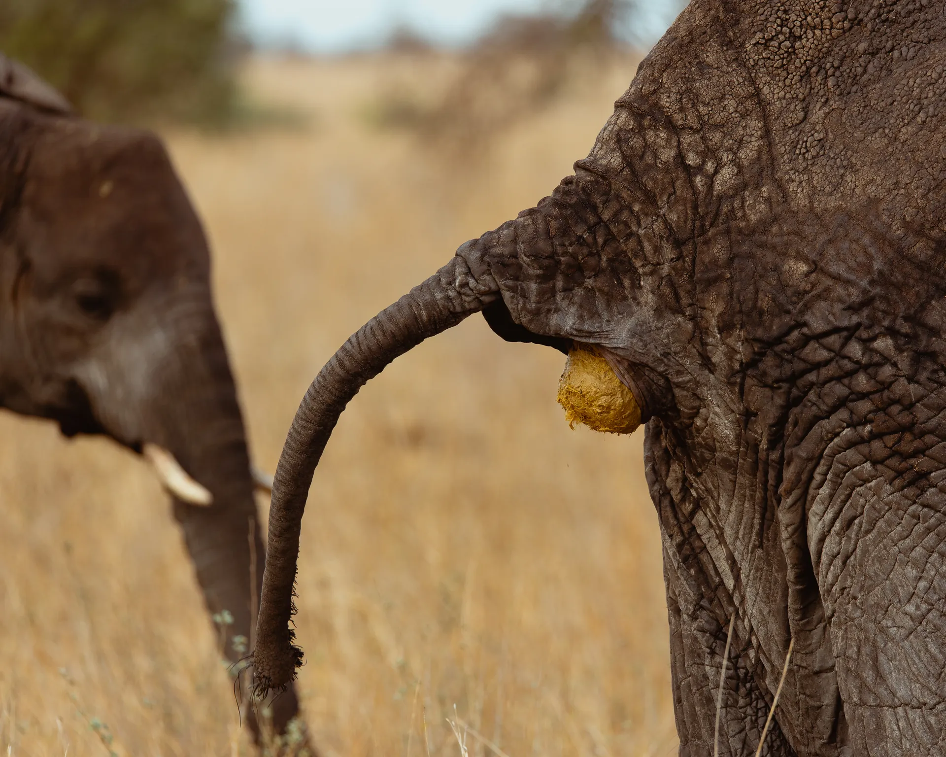 Elephants in a Tanzania safari landscape
